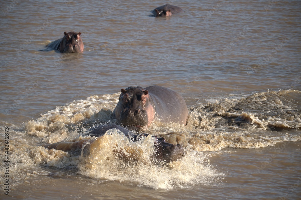 Fototapeta premium Hippopotamus in wild savanna , Animal of africa