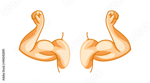 Strong arms showing biceps and fists on white background
