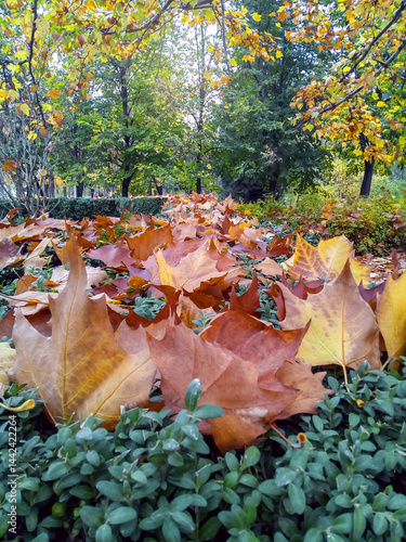 Dry fallen maple leaves abundantly covered green boxwood bushes. Bright autumn sunny day in the park. Chaotic arrangement. Rich natural tones. Copy space for text.