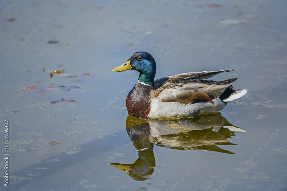 Obraz premium Domestic ducks can be similar in color to wild ducks, white and other colors not present in wild populations