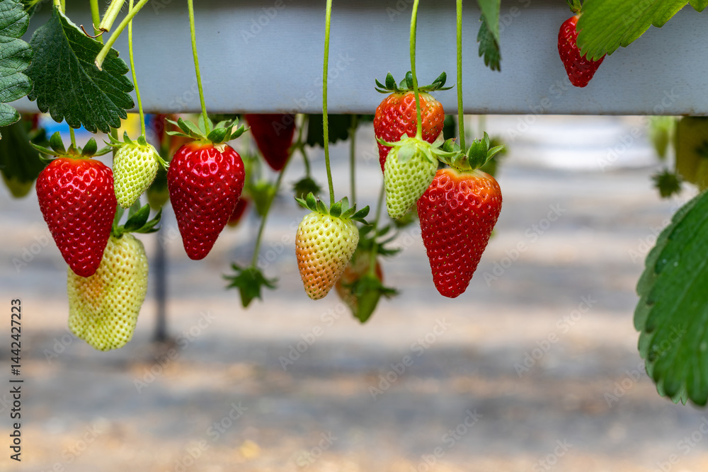 Fresh organic strawberry cultivation in greenhouse
