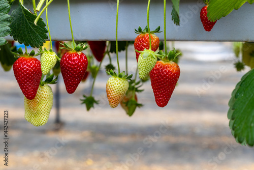 Obraz na płótnie Fresh organic strawberry cultivation in greenhouse w salonie