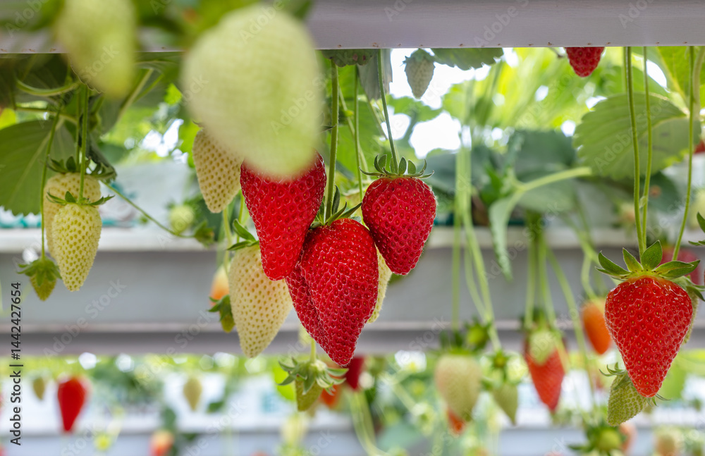 Fresh organic strawberry cultivation in greenhouse