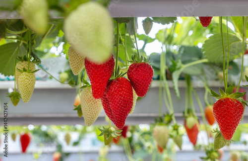 Obraz na płótnie Fresh organic strawberry cultivation in greenhouse w salonie