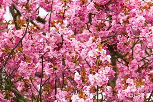 Tableau sur toile Mandelblüte im Frühjahr