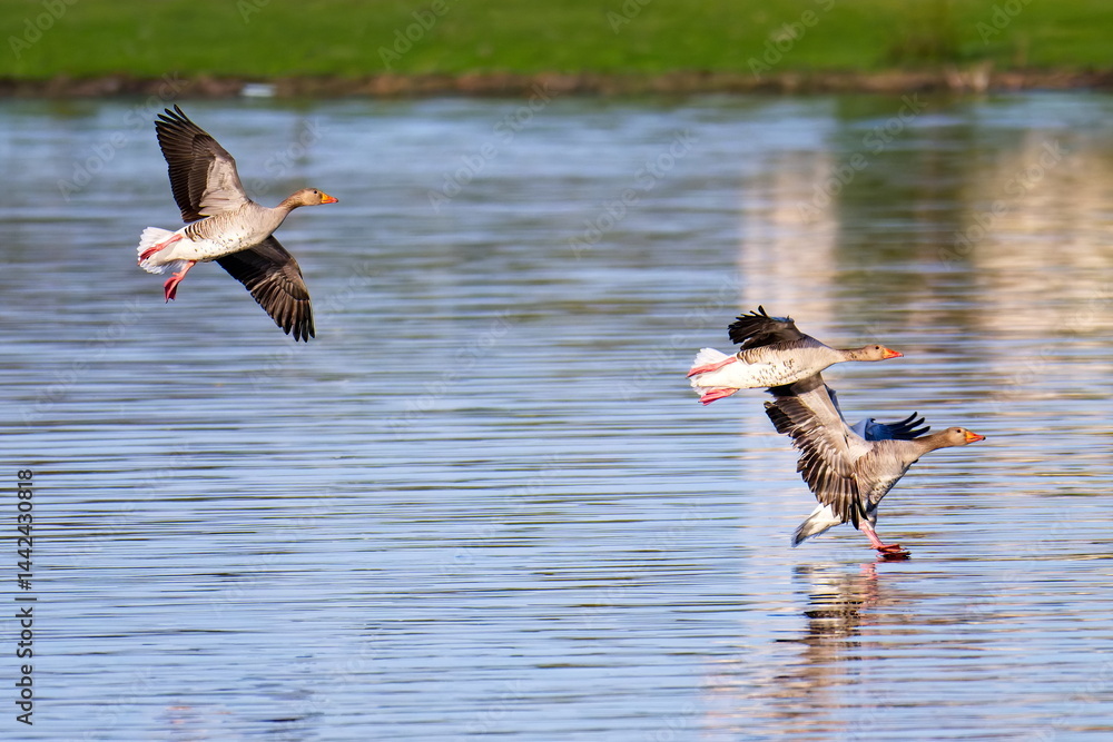 Ein Schwarm Graugänse im Flug im Frühjahr
