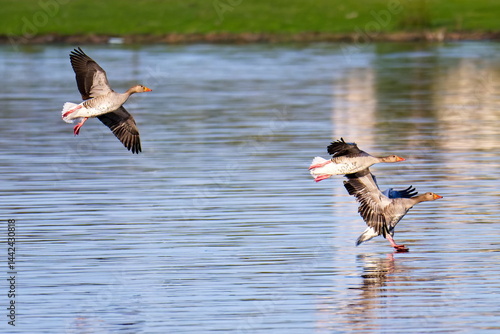 Obraz na płótnie Ein Schwarm Graugänse im Flug im Frühjahr w salonie