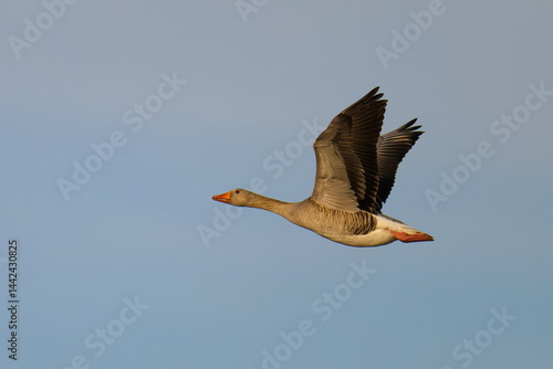  Graugans im Flug im Frühjahr	in der Abendsonne