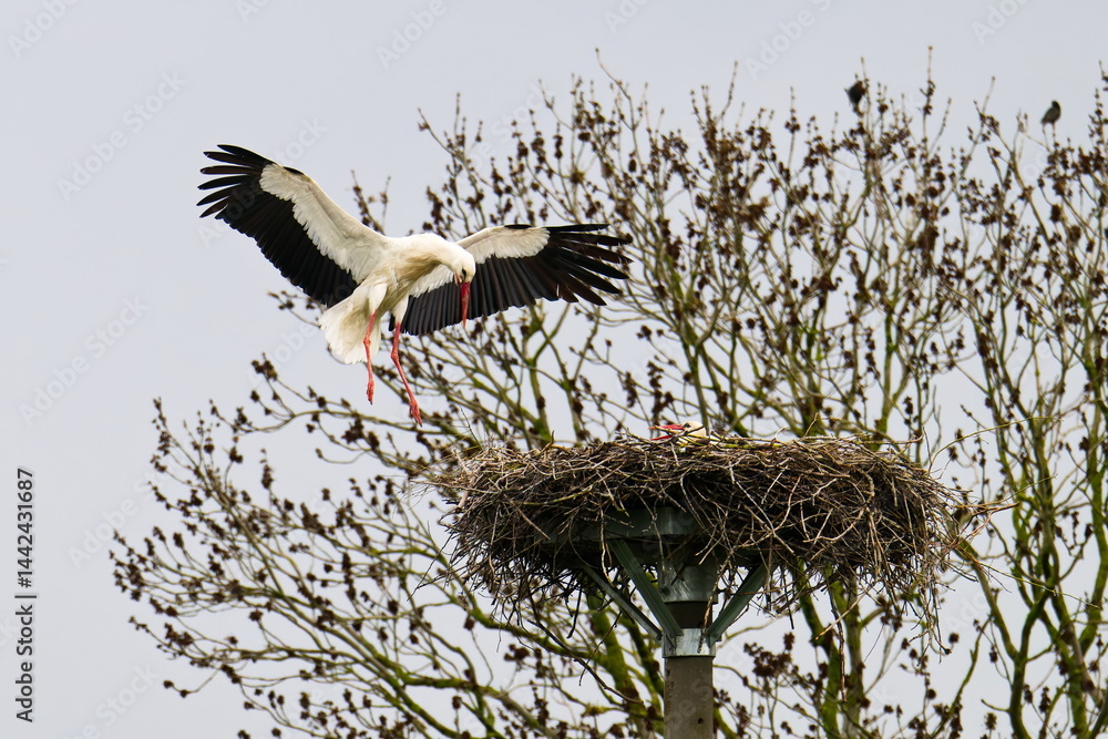 Weißstörche am Nest im Frühjahr