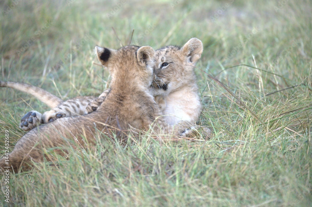 Obraz premium Lion in wild savanna , Animal of africa 