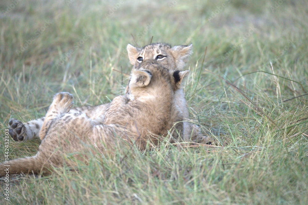 Obraz premium Lion in wild savanna , Animal of africa 