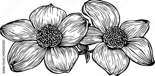 A detailed black and white illustration of two flowers with broad petals and textured centers, connected by a stem.