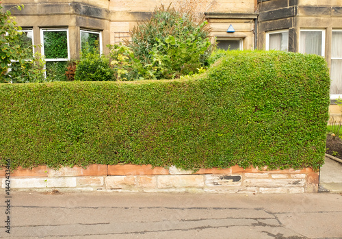 Εκτύπωση καμβά Trimmed privet hedge (Ligustrum ovalifolium) in the Victorian suburb of Mornings