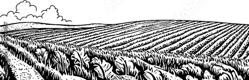 A detailed black and white illustration of a vast agricultural landscape featuring rows of crops, rolling hills, and a cloudy sky in the background.