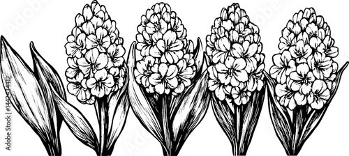 A detailed black and white illustration of multiple clusters of flowers with broad leaves. The flowers are densely packed, showcasing intricate petal designs and textures.