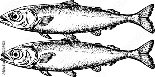 Illustration of Two Fish in Black and White