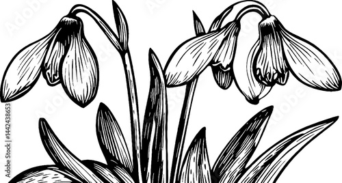 Black and White Illustration of Snowdrop Flowers