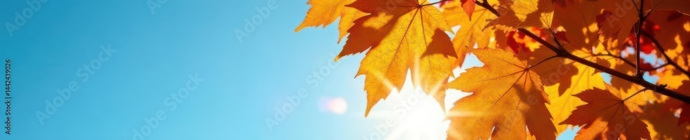Golden leaves backlit, azure sky, crisp autumn day, gold, yellow, maple Golden leaves backlit, azure sky, crisp autumn day, gold, yellow, maple