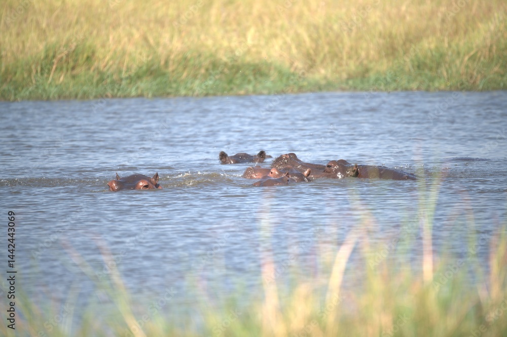 Fototapeta premium Hippopotamus in wild savanna , Animal of africa
