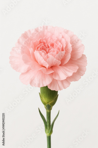 花：カーネーション１輪ピンク