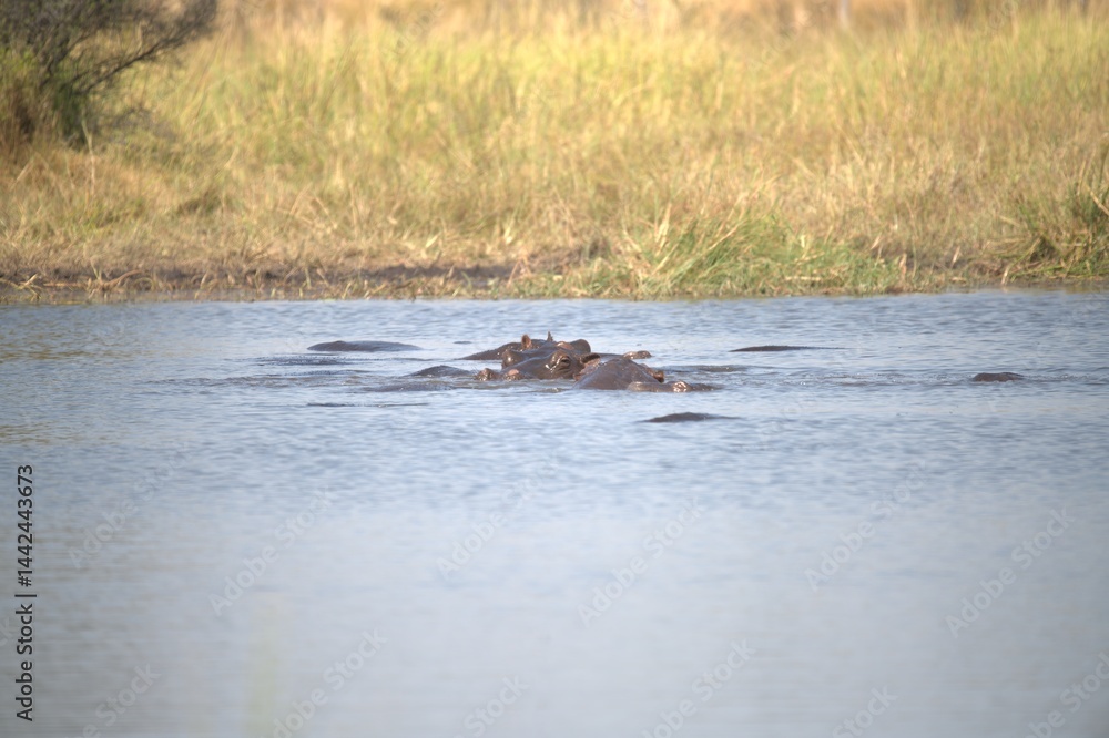 Fototapeta premium Hippopotamus in wild savanna , Animal of africa