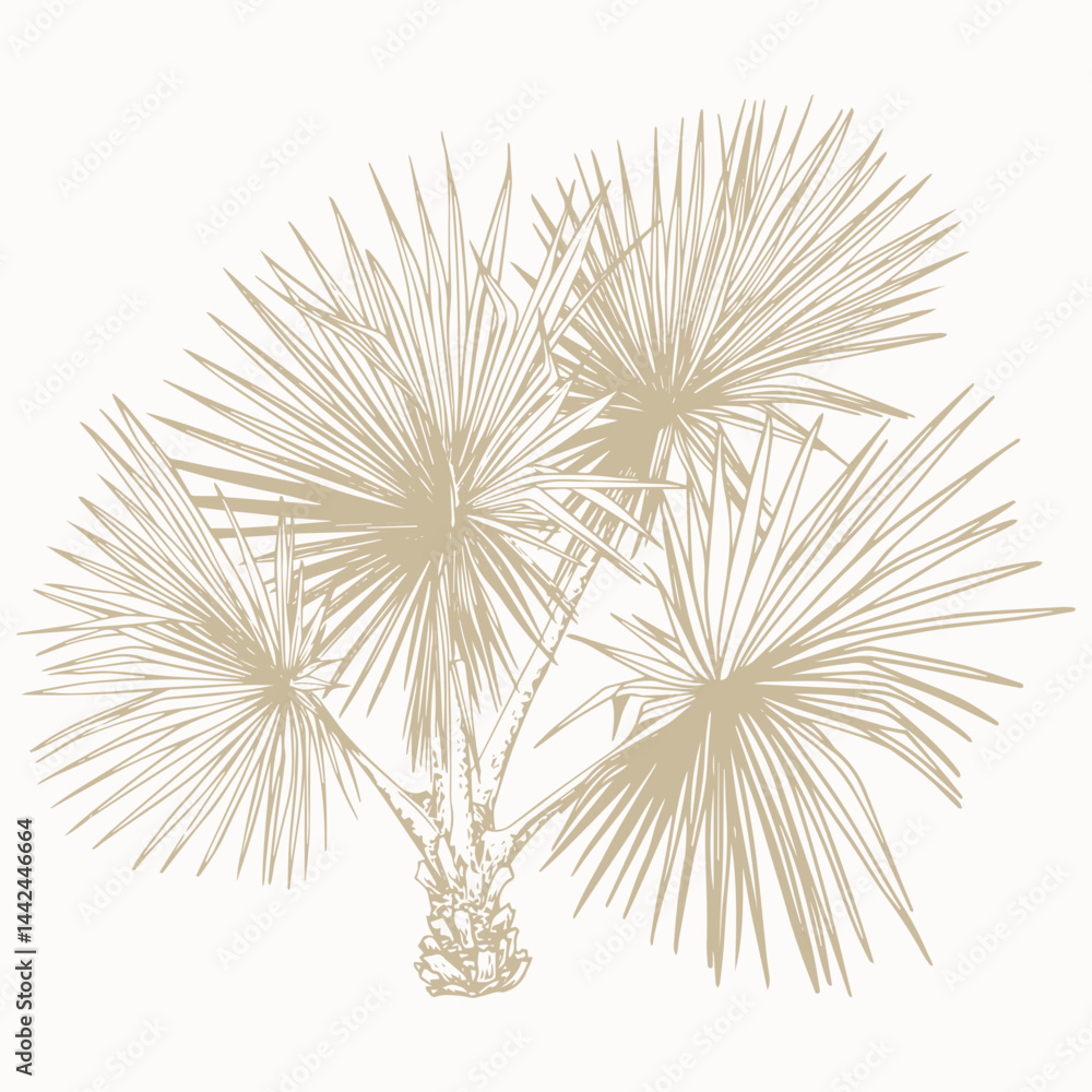 Hand-Drawn Botanical Palm Tree Sketch. Vector Clip Art. Botanical illustration of washingtonia plant. Hand-Drawn Botanical Palm Tree Sketch. Vector Clip Art. Botanical illustration of washingtonia plant.