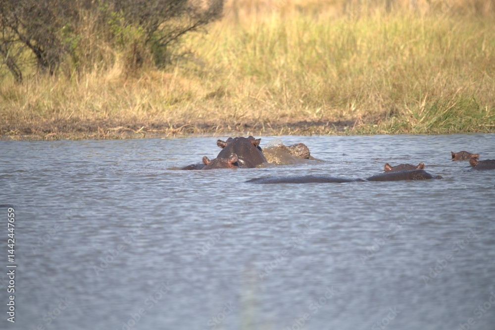 Fototapeta premium Hippopotamus in wild savanna , Animal of africa