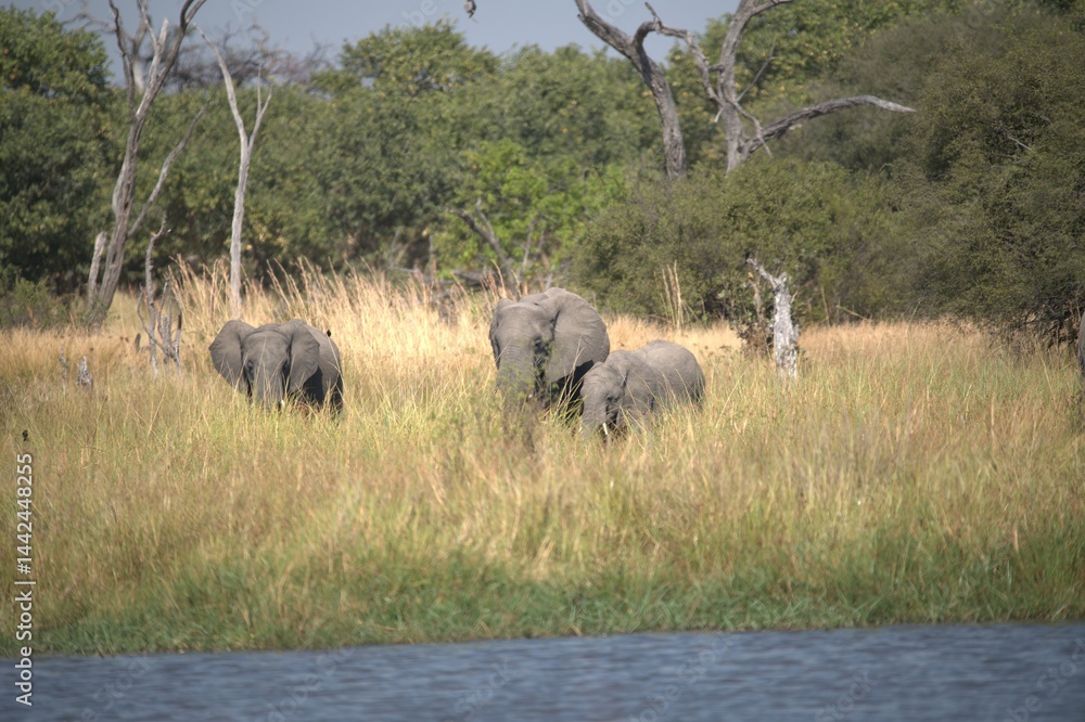 Obraz premium Hippopotamus in wild savanna , Animal of africa