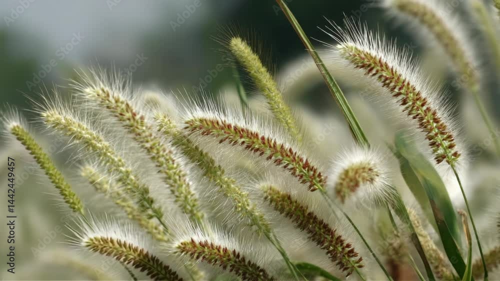Close-up of ornamental grasses with fluffy white awns and green stems in a natural outdoor setting for botanical illustration Close-up of ornamental grasses with fluffy white awns and green stems in a natural outdoor setting for botanical illustration