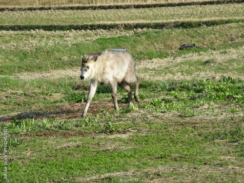 農地を歩くニホンカモシカ