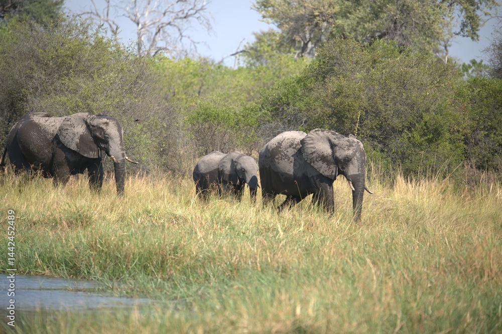 Obraz premium Elephant in wild savanna , Animal of africa