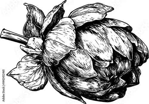 This vintage woodcut illustration showcases a fresh hop cone, highlighting its unique shape and texture.