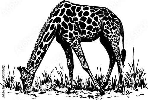 This vintage woodcut illustration showcases a giraffe gracefully bending down to eat grass.