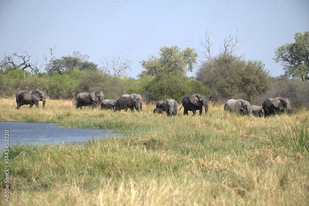 Fototapeta premium Elephant in wild savanna , Animal of africa