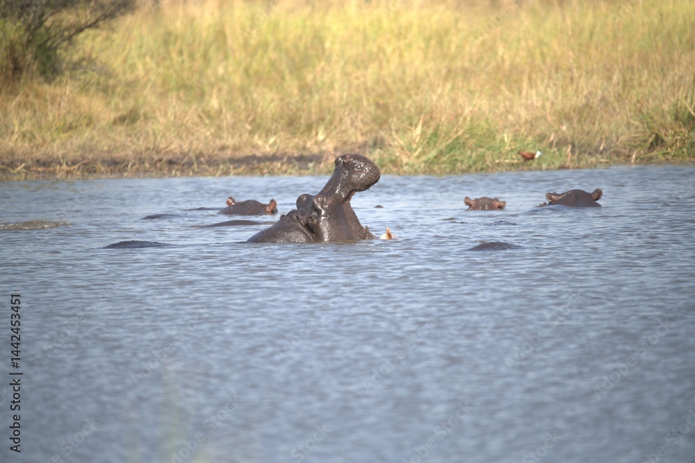 Fototapeta premium Hippopotamus in wild savanna , Animal of africa