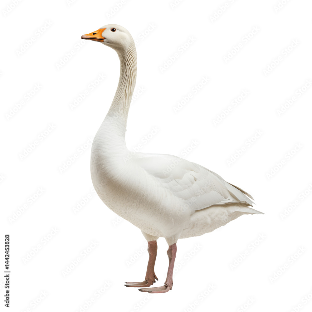 Fototapeta premium White domestic goose standing, isolated on transparent background