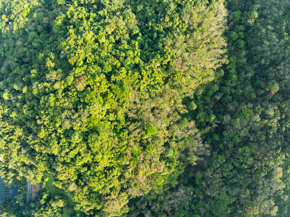 Top view green forest trees background, Beautiful green nature background Top view green forest trees background, Beautiful green nature background