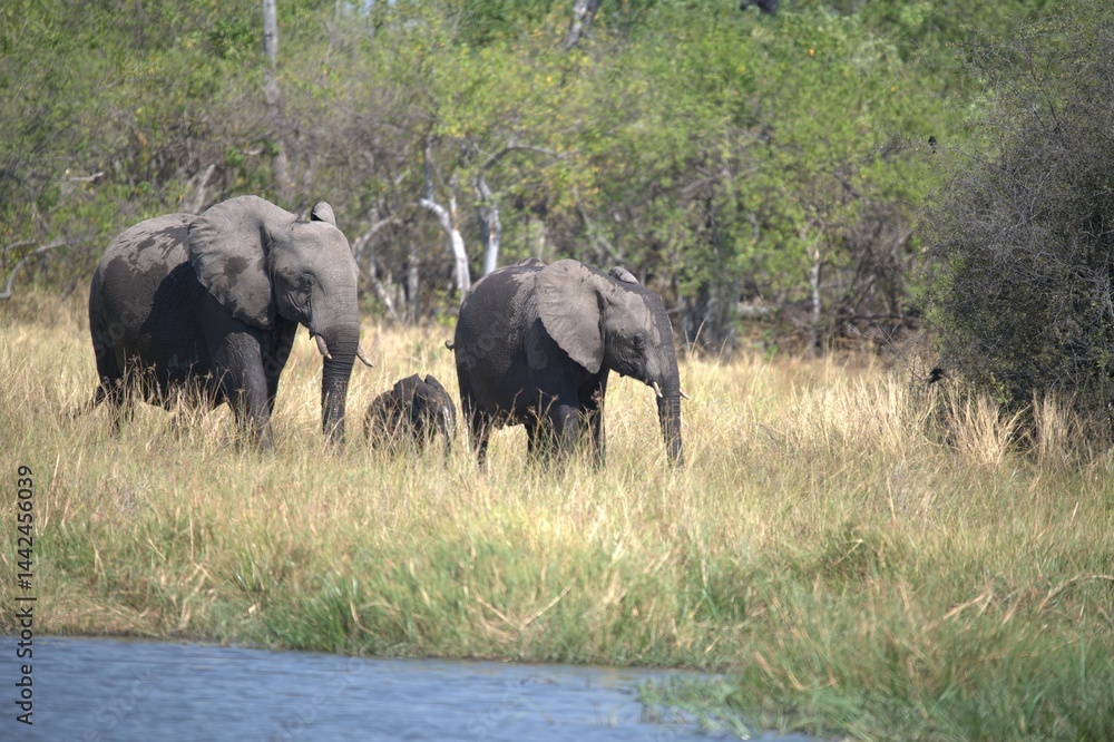 Obraz premium Elephant in wild savanna , Animal of africa