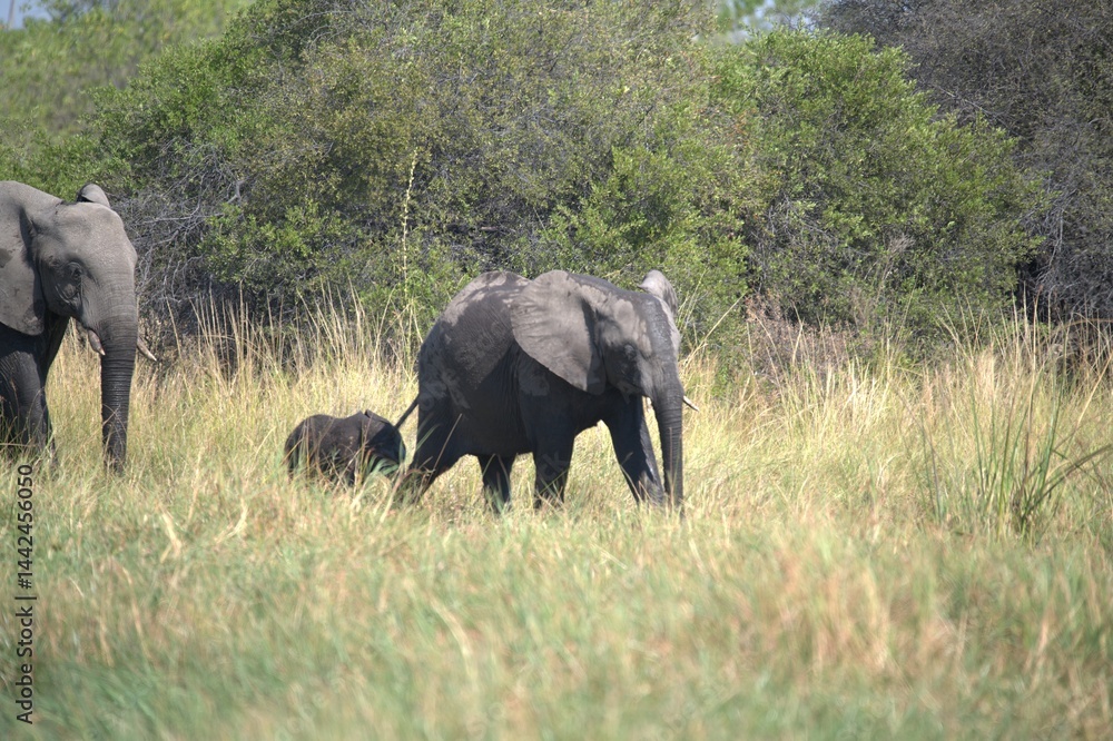 Fototapeta premium Elephant in wild savanna , Animal of africa