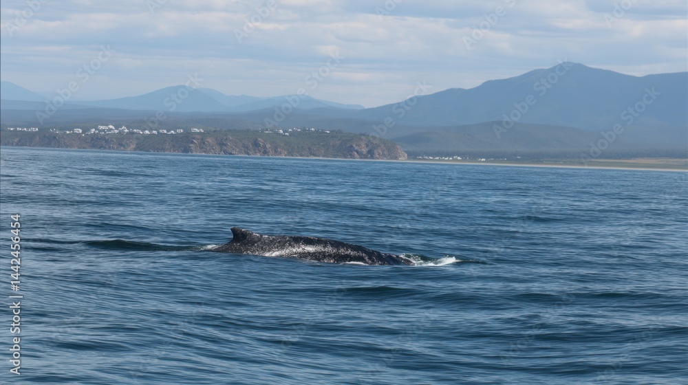Fototapeta premium Humpback Whale Breaching in Coastal Waters