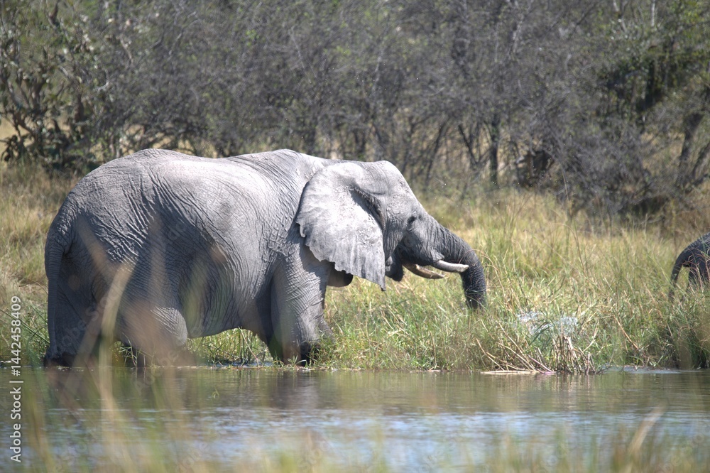 Fototapeta premium Elephant in wild savanna , Animal of africa