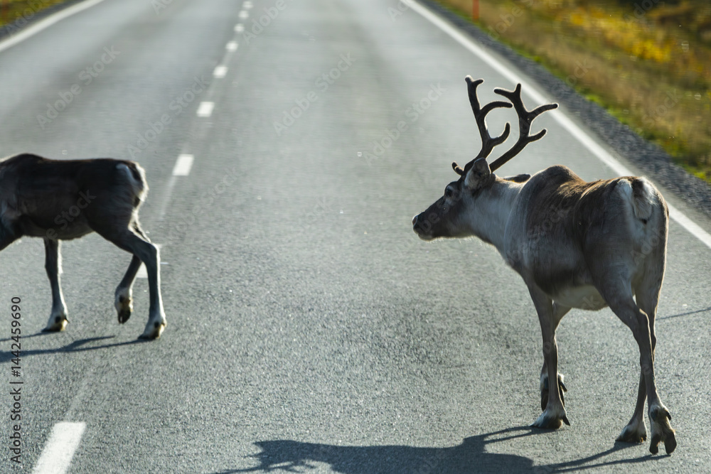 Reindeers in Autumn in Lapland, Northern Finland. Europe