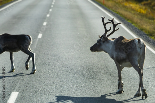 Obraz na płótnie Reindeers in Autumn in Lapland, Northern Finland. Europe w salonie