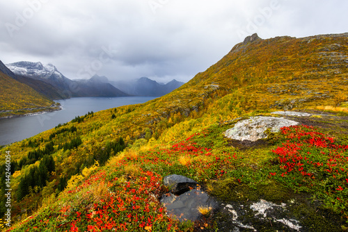Obraz na płótnie Autumn landscape of Senja Island in Northern Norway with colorful foliage, mountains, and a serene fjord. w salonie