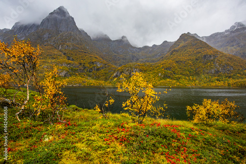 Autumn landscape in Lofoten Islands, Northern Norway, featuring colorful foliage, and a peaceful fjord.