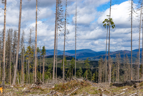 Obraz na płótnie Dry forest damaged by bark beetle in the Sumava Mountains. Czechia. w salonie