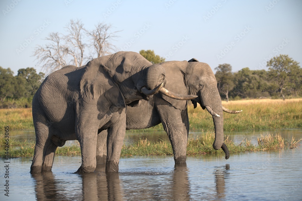 Fototapeta premium Elephant in wild savanna , Animal of africa