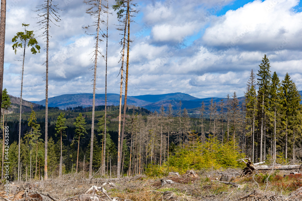 Dry forest damaged by bark beetle in the Sumava Mountains. Czechia.