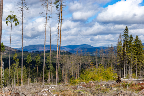 Obraz na płótnie Dry forest damaged by bark beetle in the Sumava Mountains. Czechia. w salonie