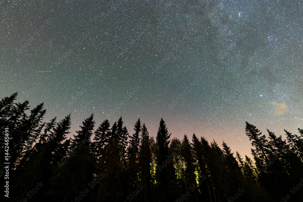 Northern lights illuminating the night sky above a forest in southern Norway, with a starry sky and trees in silhouette.